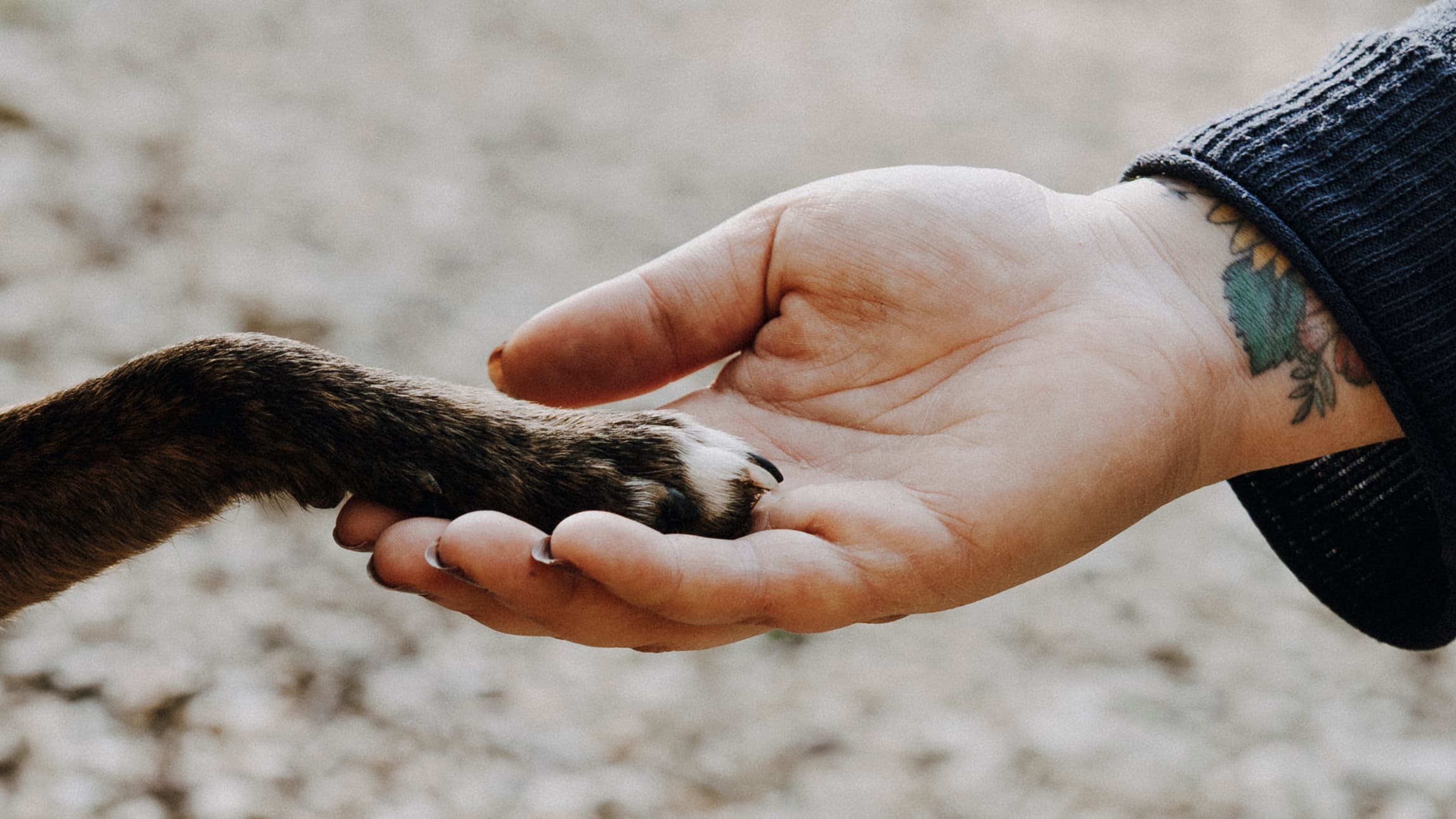 Hundepfote liegt vertrauensvoll in einer Hand