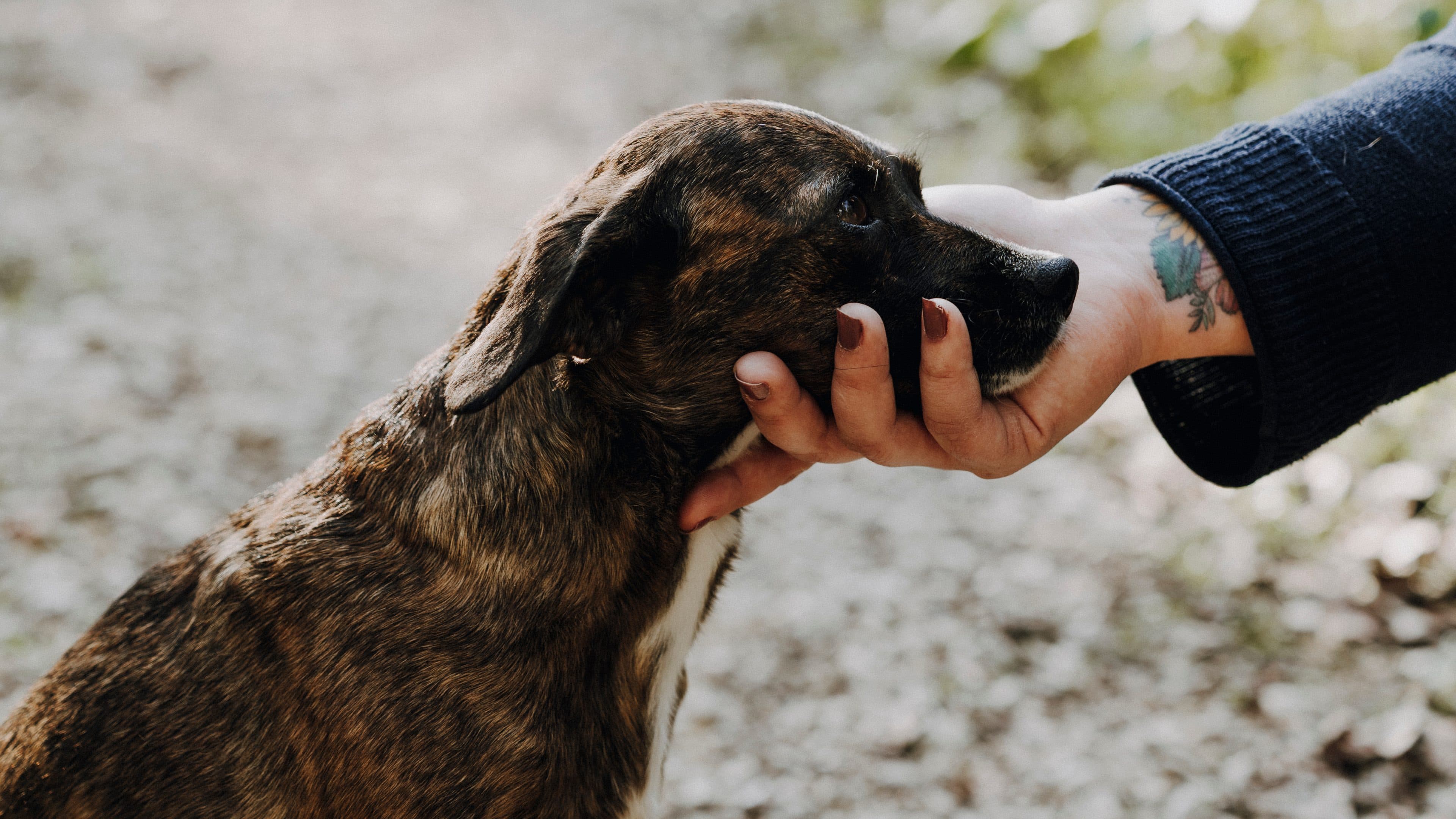 Liliane hält behutsam die Schnauze eines Hundes in ihrer Hand
